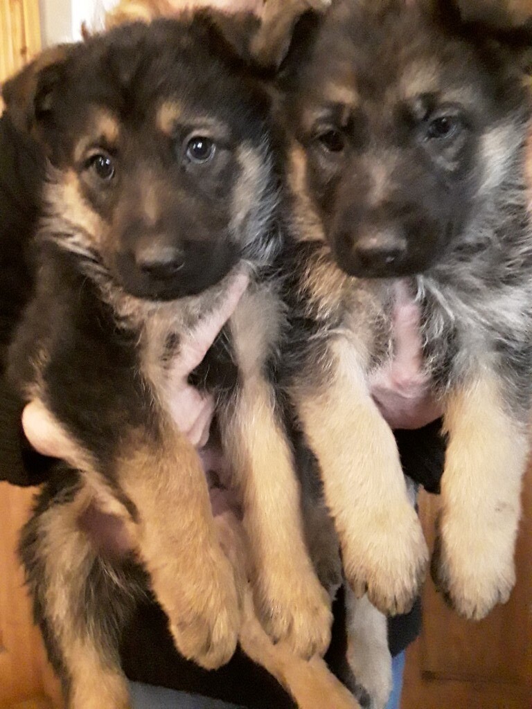 german shepherds for sale gumtree
